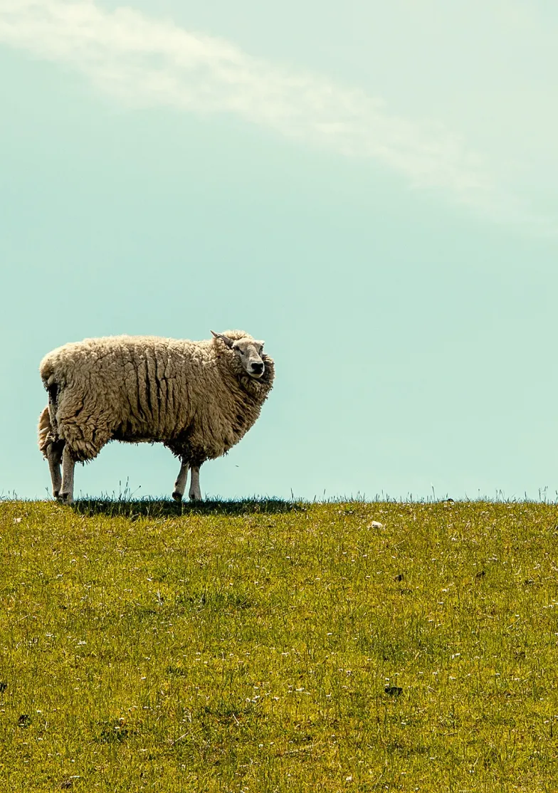 The Parable of the Lost Sheep, the Lost Coin, and the Two Lost Sons. (Luke 15:1-32)